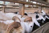 Peternakan Domba Garut Peternakan Domba Garut