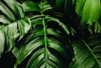 tempat makan di garut yang enak dan murah