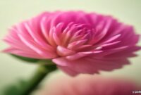 AI Image: jual fresh flower terdekat dari lokasi saya yang terpercaya illustration